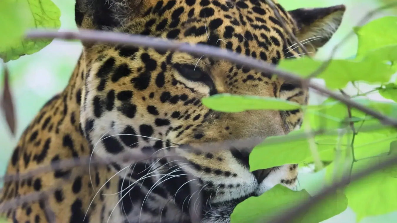 A close-up of a jaguar partially hidden behind green leaves and branches, with its spotted fur and intense gaze visible through the foliage.