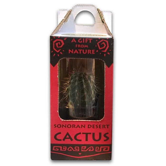 Plant Saguaro Boxed - Desert Botanical Garden