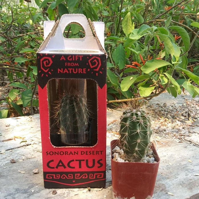 Plant Saguaro Boxed - Desert Botanical Garden