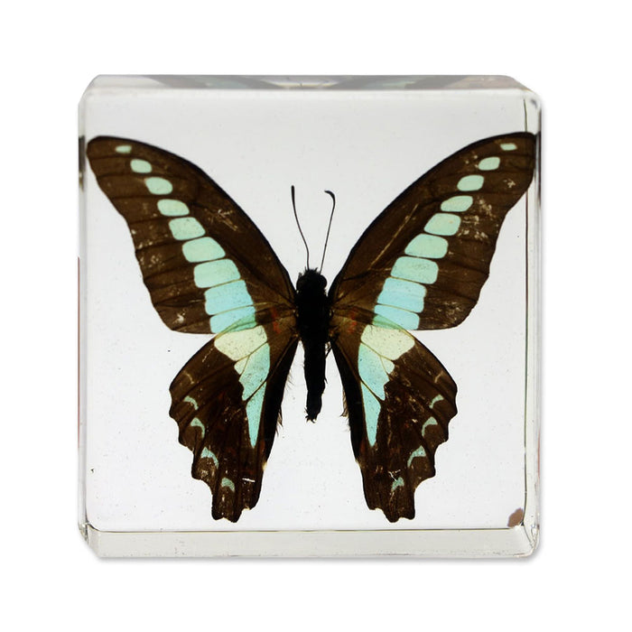 Common Blue Bottle Butterfly Paperweight