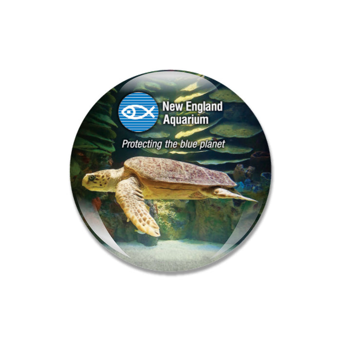 New England Aquarium Sea Turtle Glass Dome Magnet