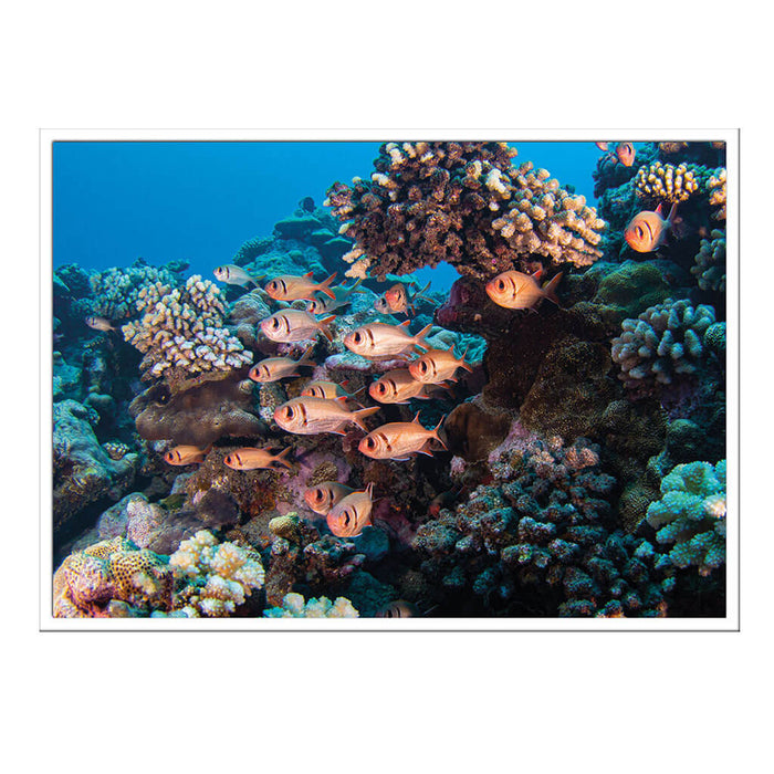 California Academy of Sciences Hope for Reefs Postcard Set