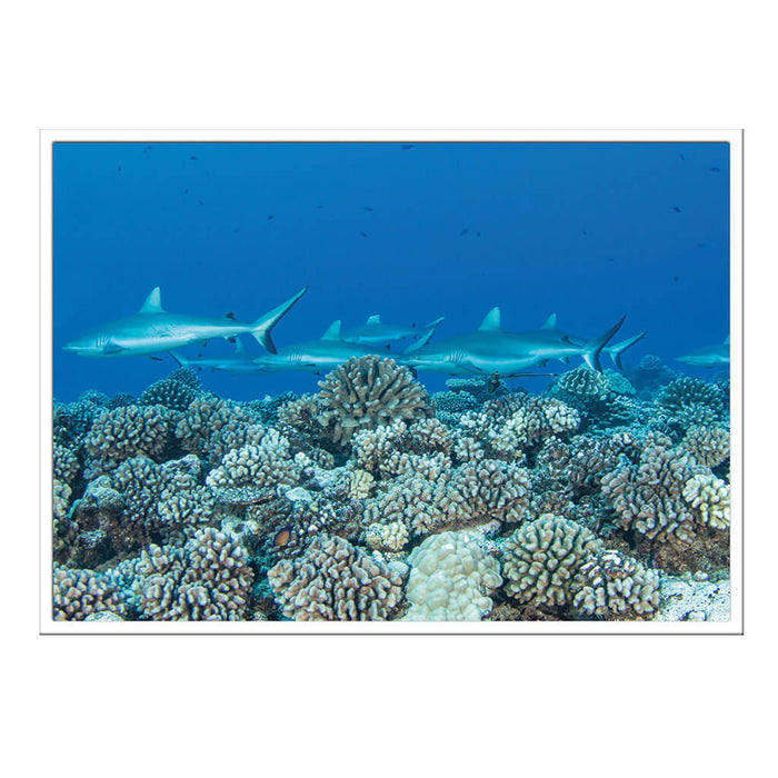 California Academy of Sciences Hope for Reefs Postcard Set