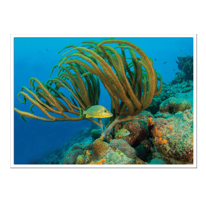 California Academy of Sciences Hope for Reefs Postcard Set