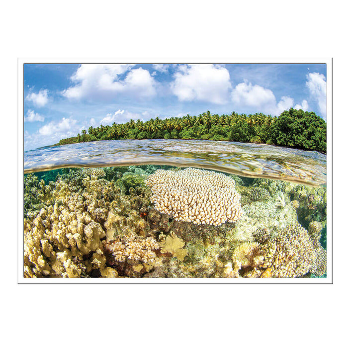 California Academy of Sciences Hope for Reefs Postcard Set