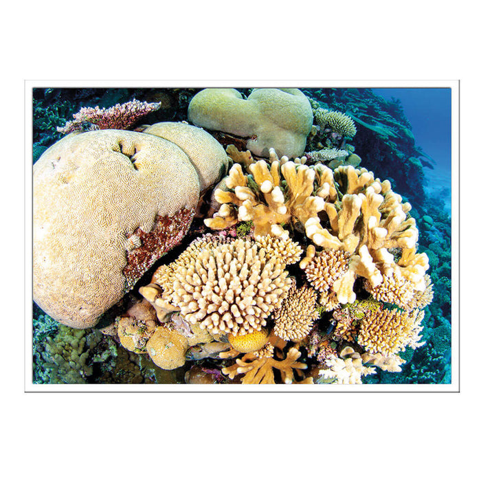 California Academy of Sciences Hope for Reefs Postcard Set