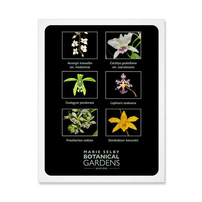 Marie Selby Botanical Gardens Orchid Note Card Set
