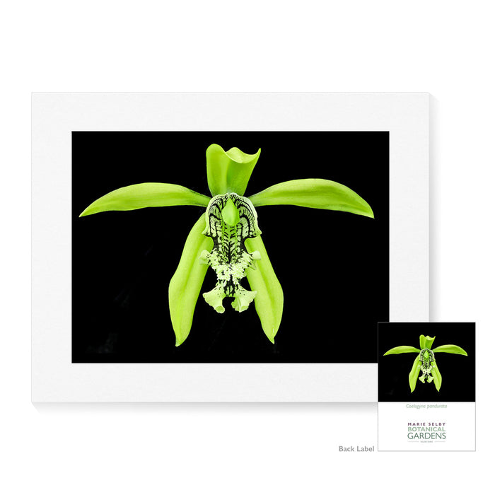 Marie Selby Botanical Gardens Orchid Matte Print