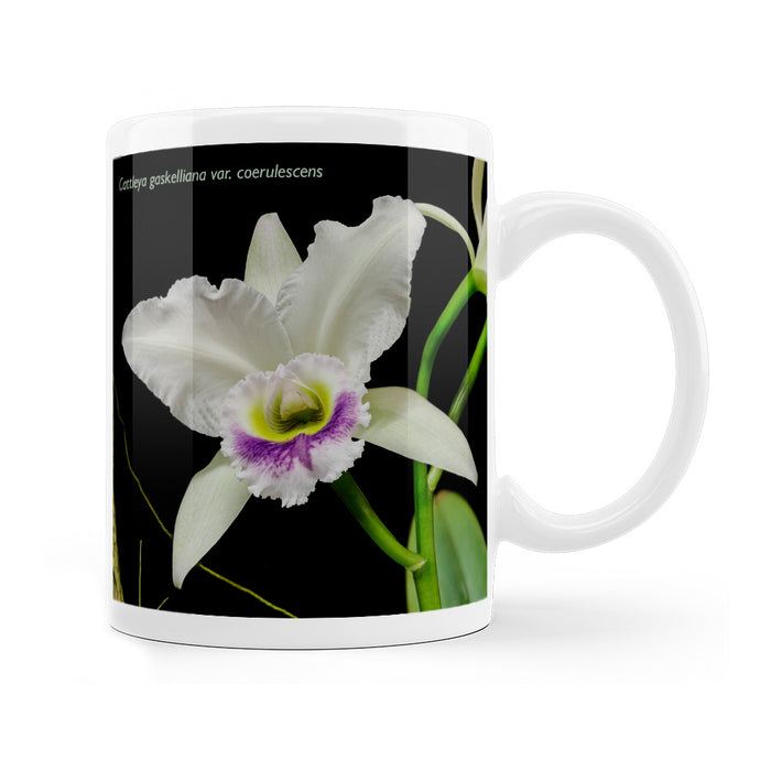 Marie Selby Botanical Gardens Cattleya Orchid Mug