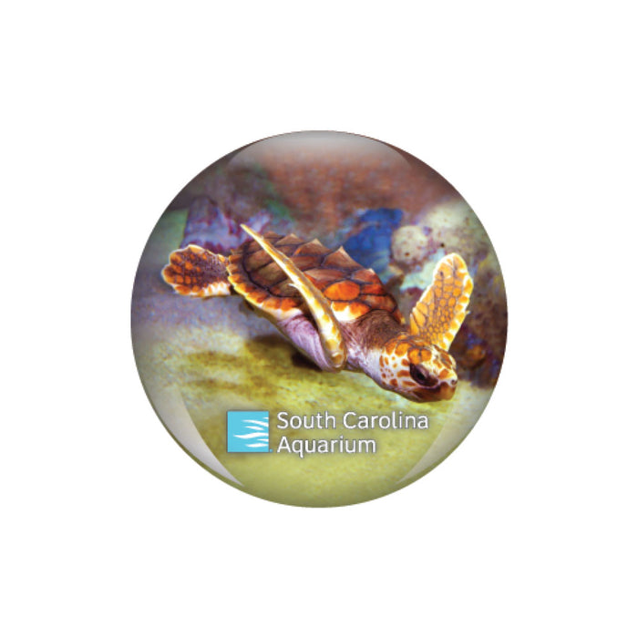 South Carolina Aquarium Turtle Glass Dome Magnet