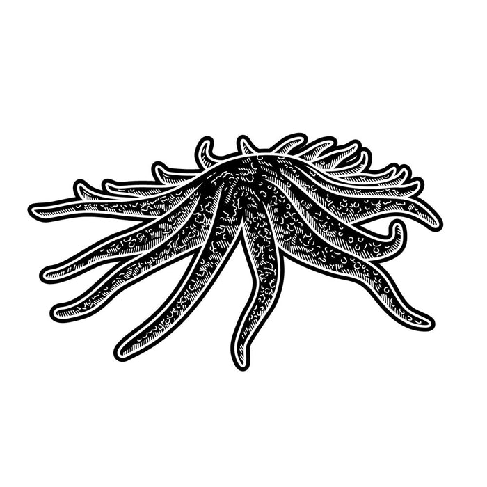 Birch Aquarium Sea Star Sunflower Glow Pin