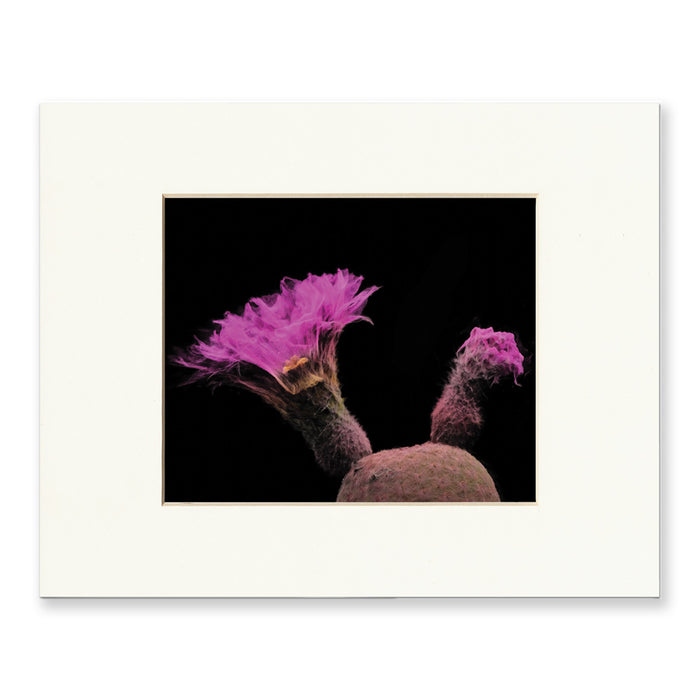 Desert Botanical Garden Echinocereus Rigidissimus Matted Print