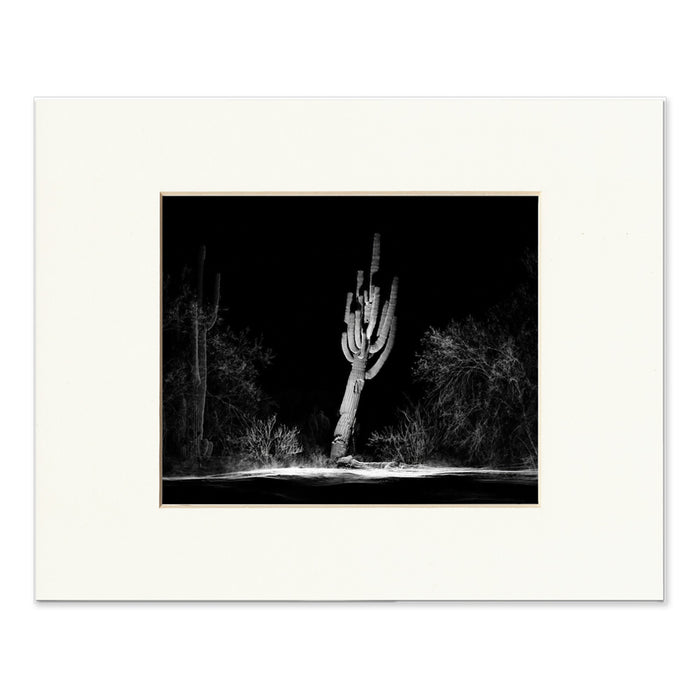 Desert Botanical Garden One Giant Saguaro Matted Print