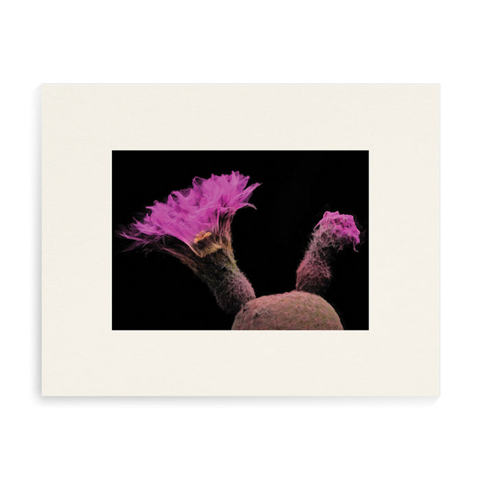 Desert Botanical Garden Echinocereus Rigidissimus Matted Print, 8x10
