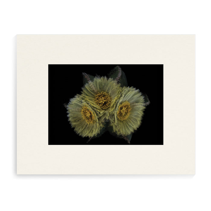 Desert Botanical Garden Astrophytum Mygma Matted Print