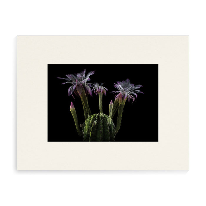 Desert Botanical Garden Echinopsis Bourne Mischief Matted Print