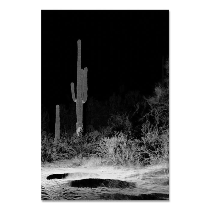 Desert Botanical Garden Desert Pulse Postcard Set