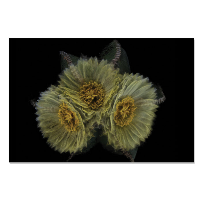Desert Botanical Garden Desert Pulse Postcard Set