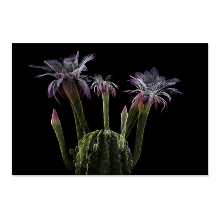 Desert Botanical Garden Desert Pulse Postcard Set