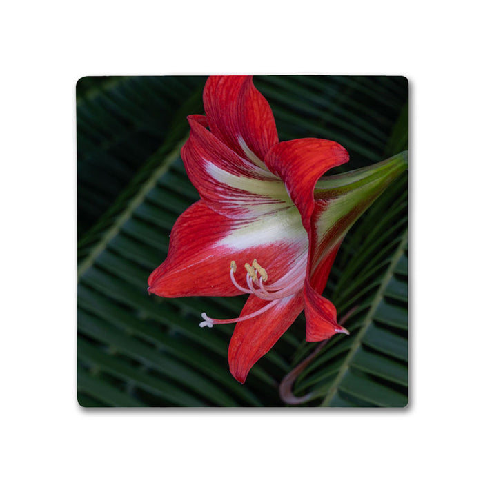 Naples Botanical Garden John Eder Coaster Set