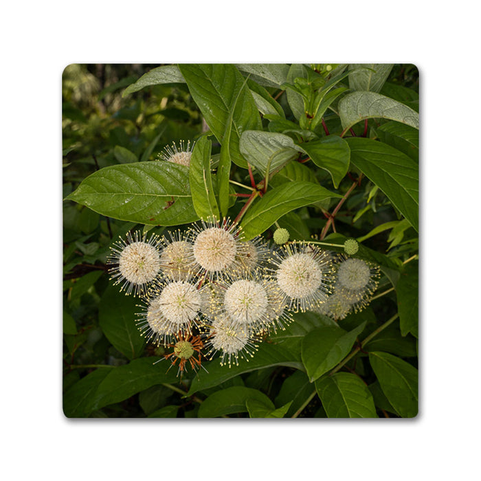 Naples Botanical Garden John Eder Coaster Set