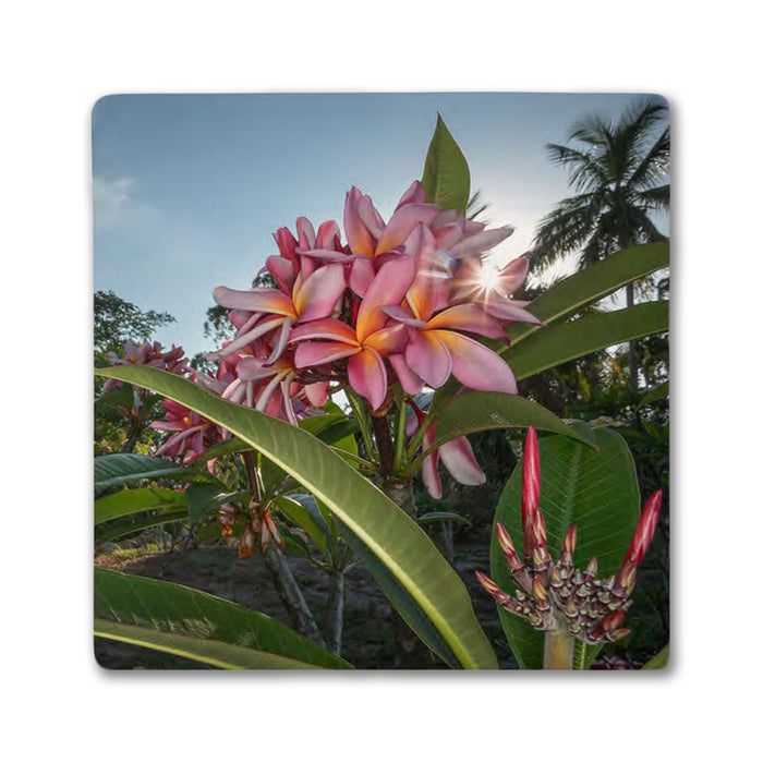 Naples Botanical Garden John Eder Coaster Set