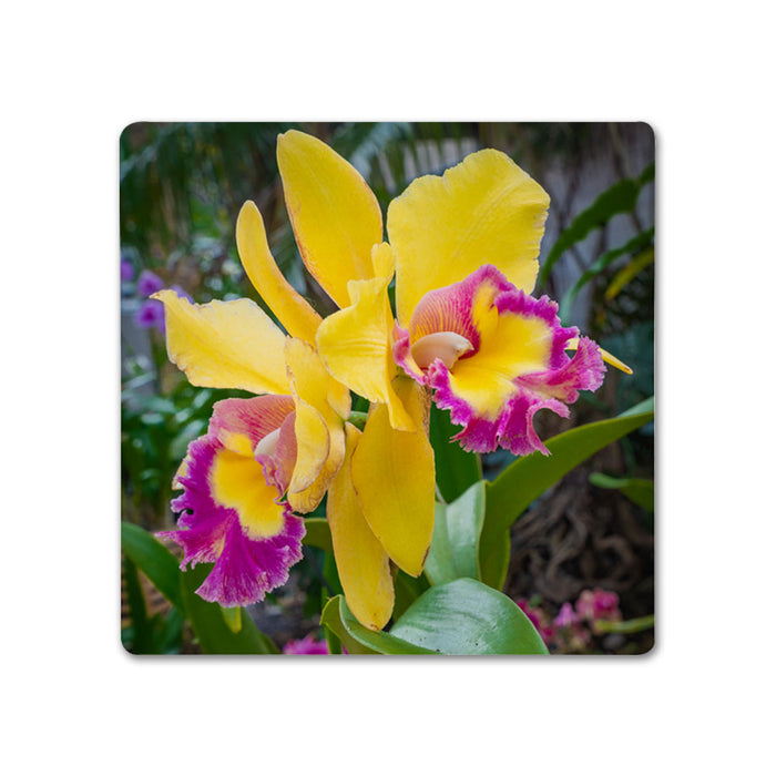 Naples Botanical Garden John Eder Coaster Set