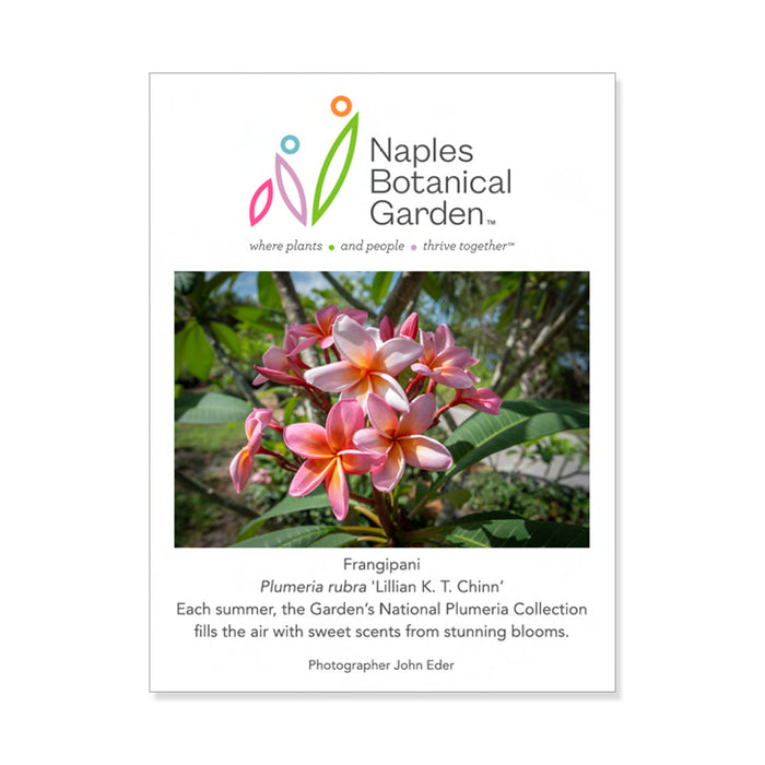 Naples Botanical Garden Plumeria Rubra Lillian Chinn Matted Print