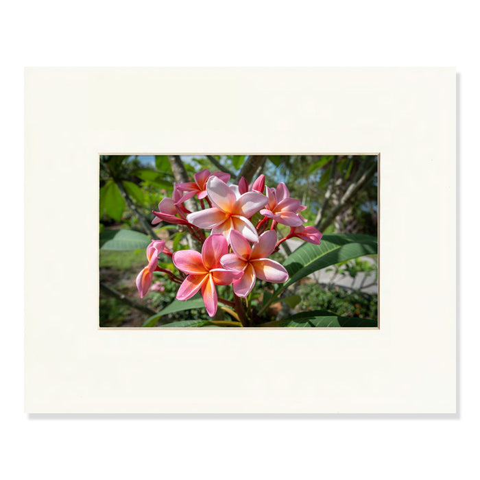 Naples Botanical Garden Plumeria Rubra Lillian Chinn Matted Print