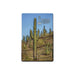 The Desert Botanical Garden Cactus Magnet showcases tall saguaro cacti and other desert plants against a sun-soaked landscape with a blue sky, and features the Desert Botanical Garden text and logo in the top right corner.
