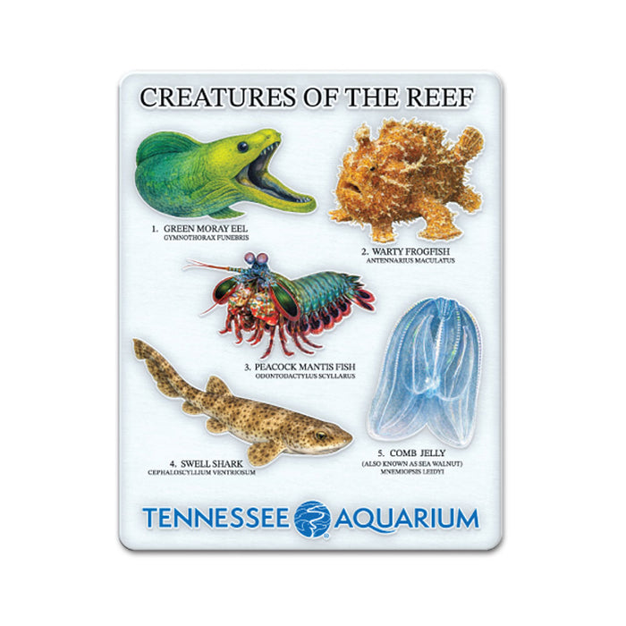 Tennessee Aquarium Scuttlebutt Reef Magnet