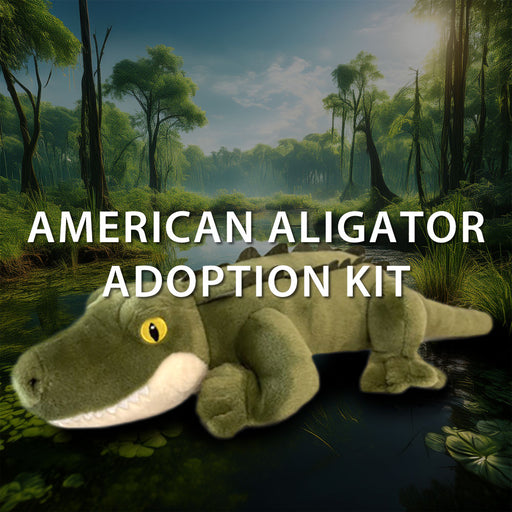A plush American Alligator toy rests in a lush, swampy forest with the words Discovery Place American Alligator Adoption Kit overlaid on the image, emphasizing wildlife conservation and inviting you to support symbolic adoption efforts.