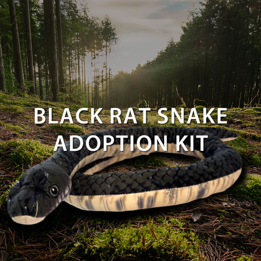 A plush Black Rat Snake toy from the Discovery Place Black Rat Snake Adoption Kit rests on a forest floor, while sunlight streams through tall trees in the background. The scene is accented by text that reads Discovery Place Black Rat Snake Adoption Kit, highlighting your symbolic adoption and commitment to ecosystem conservation.