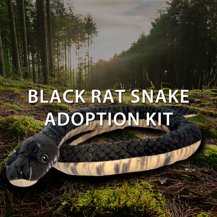 A plush Black Rat Snake toy from the Discovery Place Black Rat Snake Adoption Kit rests on a forest floor, while sunlight streams through tall trees in the background. The scene is accented by text that reads Discovery Place Black Rat Snake Adoption Kit, highlighting your symbolic adoption and commitment to ecosystem conservation.