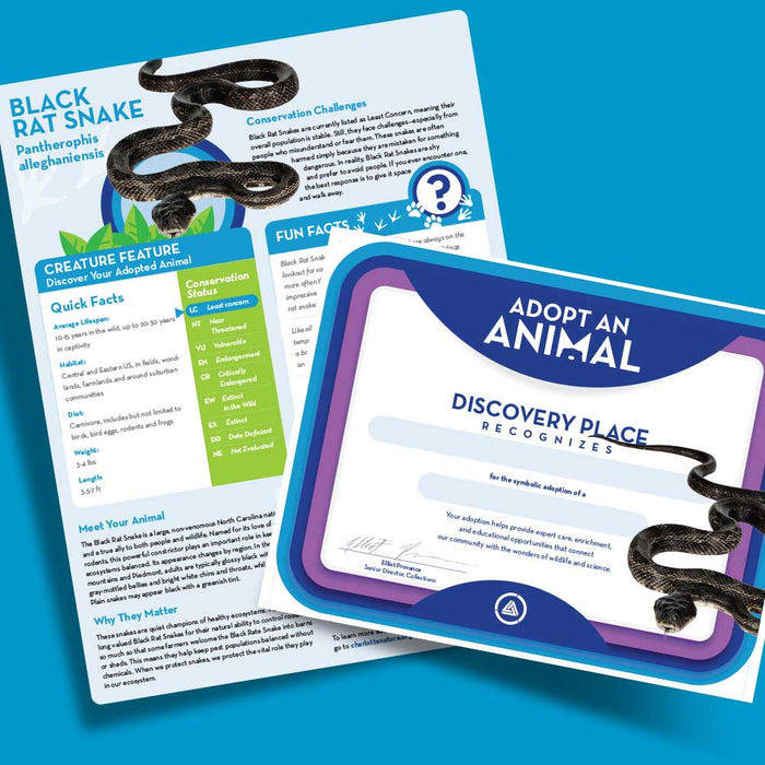 Two documents from the Discovery Place Black Rat Snake Adoption Bundle are displayed on a blue background: one provides information about the Black Rat Snake—including facts, care tips, and conservation details—while the other is an Adopt an Animal certificate featuring the words "symbolic adoption." Both documents include illustrations of a black snake.