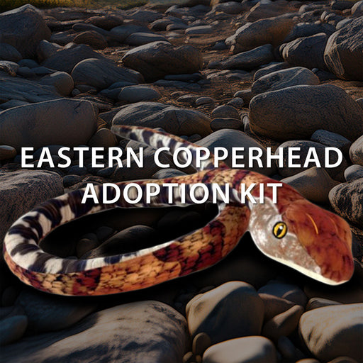 A lifelike Eastern Copperhead snake is displayed on rocks with the text Discovery Place Eastern Copperhead Snake Adoption Kit overlaid, showcasing a special chance for symbolic adoption and supporting wildlife conservation.
