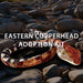 A lifelike Eastern Copperhead snake is displayed on rocks with the text Discovery Place Eastern Copperhead Snake Adoption Kit overlaid, showcasing a special chance for symbolic adoption and supporting wildlife conservation.