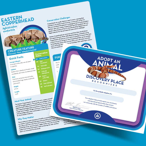 Two documents on a blue background: an info sheet with facts about the Eastern Copperhead and a certificate reading "Adopt an Animal, Discovery Place Recognizes," featuring an image of a snake at the top. The Discovery Place Eastern Copperhead Snake Adoption Kit is a symbolic adoption that supports wildlife conservation efforts for the Eastern Copperhead and other native species.