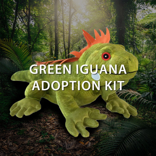 A soft Green Iguana plush toy with an orange crest is showcased in a vibrant jungle scene, supporting rainforest preservation. Text reads, DISCOVERY PLACE GREEN IGUANA ADOPTION KIT—your symbolic adoption helps protect these remarkable animals and their natural environment.