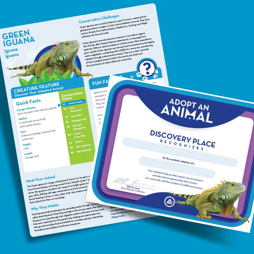 The Discovery Place Green Iguana Adoption bundle features two informational pages about Green Iguanas, filled with facts, photos, and fun tips, plus a symbolic adoption certificate with an iguana design. Blue, green, and white design elements on a light blue background emphasize rainforest conservation while providing an engaging and educational experience.