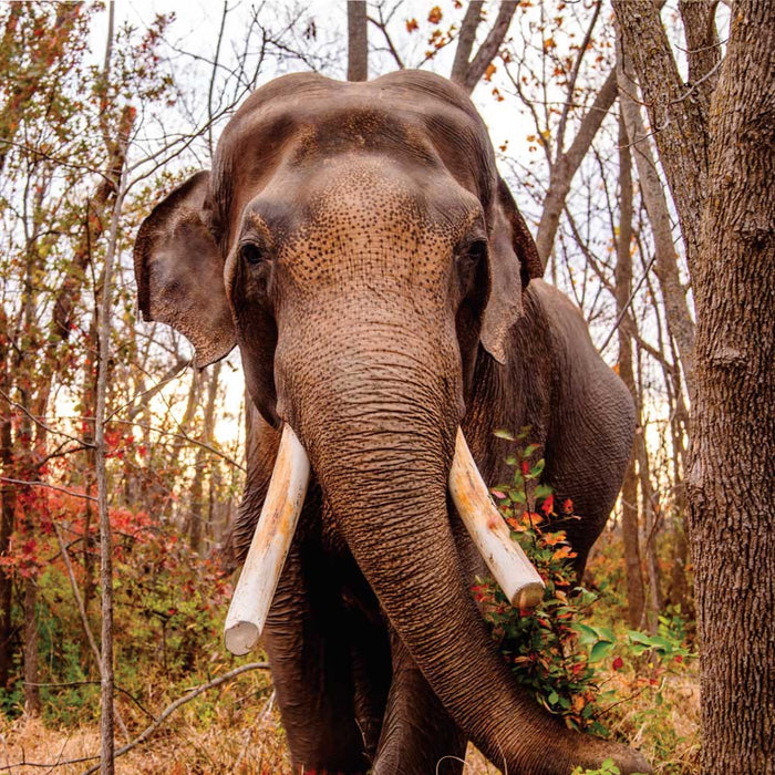 The Tulsa Zoo Elephant Matted Print features a long-tusked elephant standing among autumn trees, gazing at the camera—an eye-catching image that emphasizes the importance of elephant conservation.