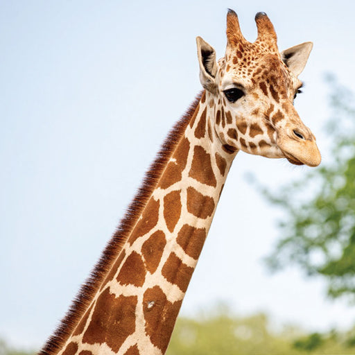 A close-up of a giraffe with a patterned neck and head gazes right against a light blue sky, with blurred green foliage behind—a perfect Tulsa Zoo Giraffe Matted Print for wildlife conservation supporters and zoo fans.