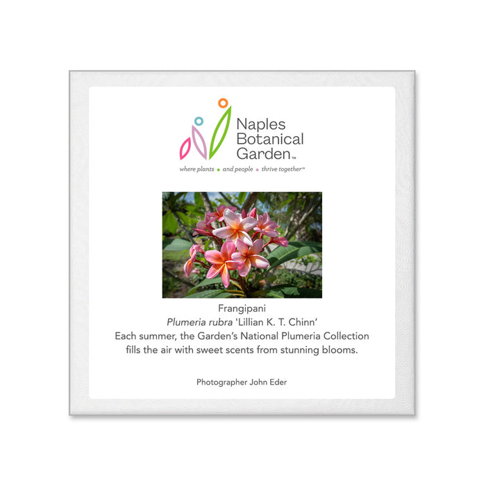A captivating photo of pink and white plumeria flowers is showcased on the label for the Naples Botanical Garden, highlighting the garden’s National Plumeria Collection and including a credit for the photographer at the bottom. This elegant image is also featured on the Naples Botanical Garden John Eder Ornament, creating a stunning porcelain keepsake that celebrates both the beauty of the garden and its acclaimed collection.