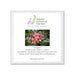 A captivating photo of pink and white plumeria flowers is showcased on the label for the Naples Botanical Garden, highlighting the garden’s National Plumeria Collection and including a credit for the photographer at the bottom. This elegant image is also featured on the Naples Botanical Garden John Eder Ornament, creating a stunning porcelain keepsake that celebrates both the beauty of the garden and its acclaimed collection.