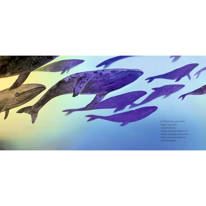 Twelve Daring Grays: A Whale Migration Adventure (Hardcover)