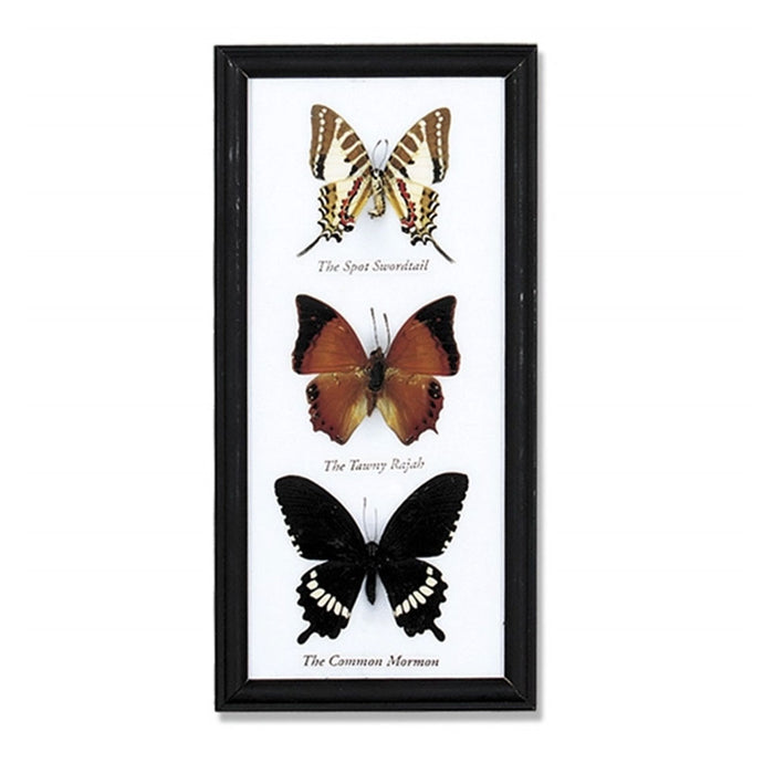 Butterfly Specimens Framed