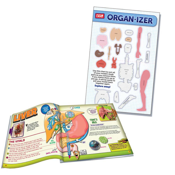 Squishy Human Body Science Kit