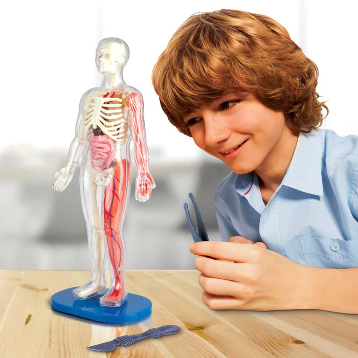 Squishy Human Body Science Kit