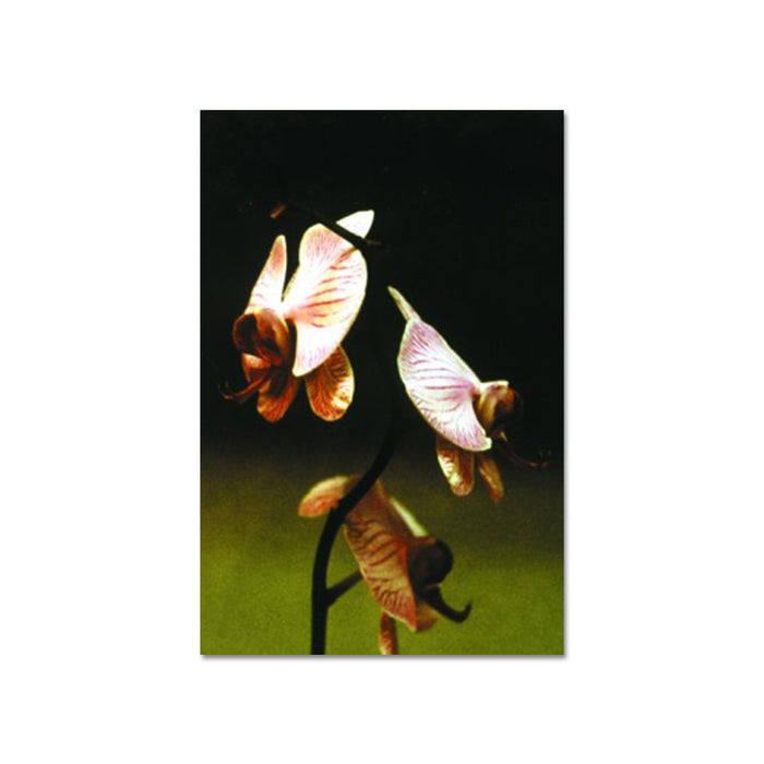 Three pale, striped Flower blossoms on a dark stem in a close-up portrait with soft natural light.