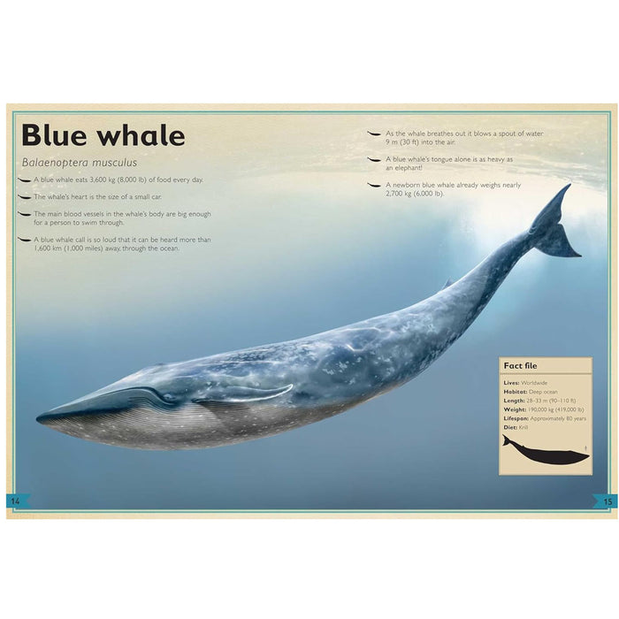 The Magnificent Book of Ocean Creatures